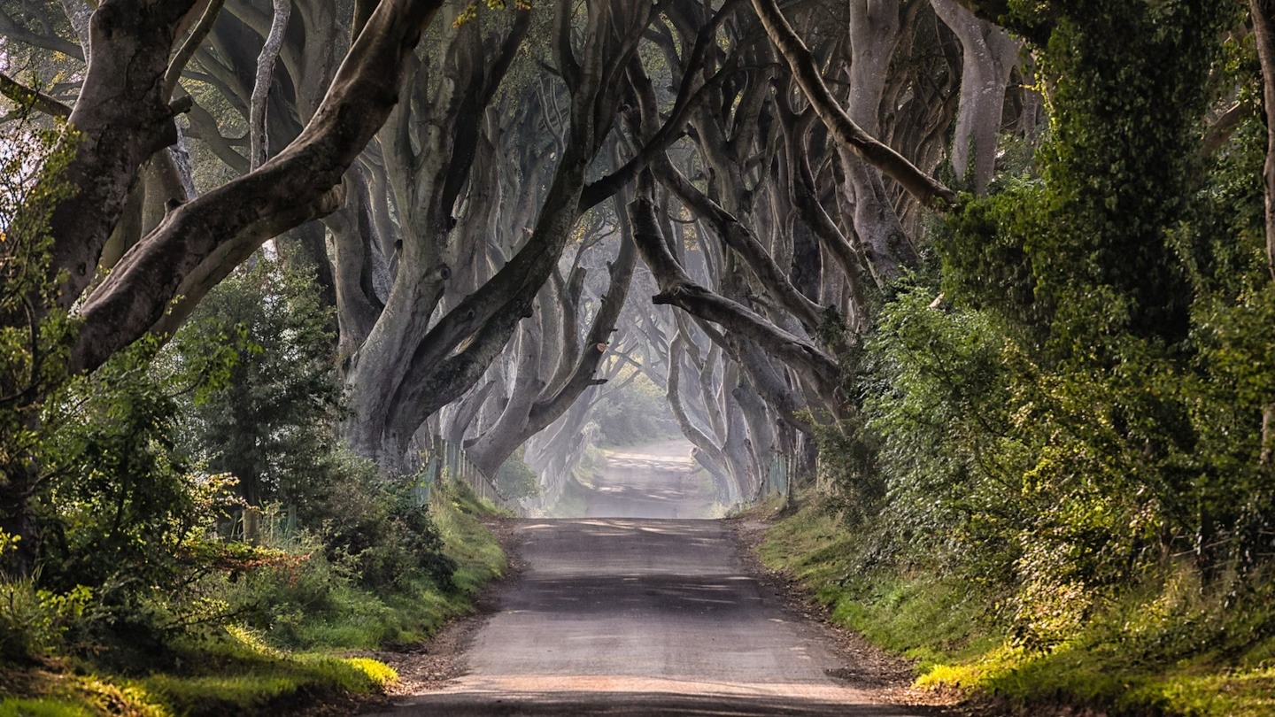 Image of the Dark Hedges in Stranocum